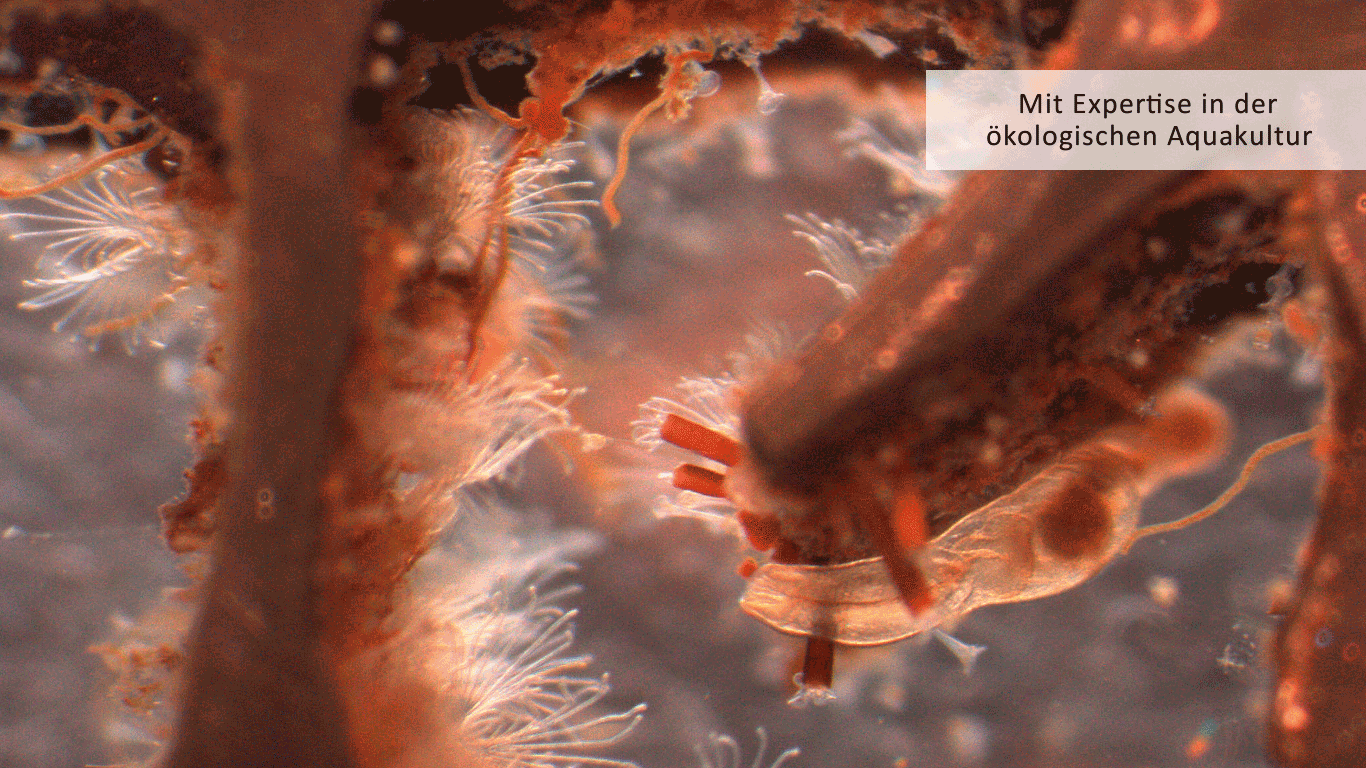 Mikrobiologisches Leben auf den Füllkörpern eines Biofilters einer Outdoor Kreislaufanlage zur Mast von Zander oder Wels. Hier besiedelt mit Rotatorien, Bryozoen, Einzellern als auch Plankton unter dem Slogan Expertise in ökologischer Aquakultur. Fisch ist nur ein Teil der Biomasse, Mikrobiologie ist die unerwartete Größe.